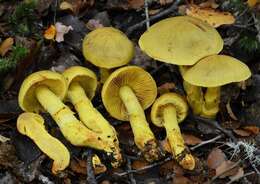 Image of Cortinarius canarius (E. Horak) Gasparini 2014