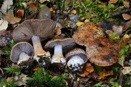 Image of Cortinarius singularis Soop 2005