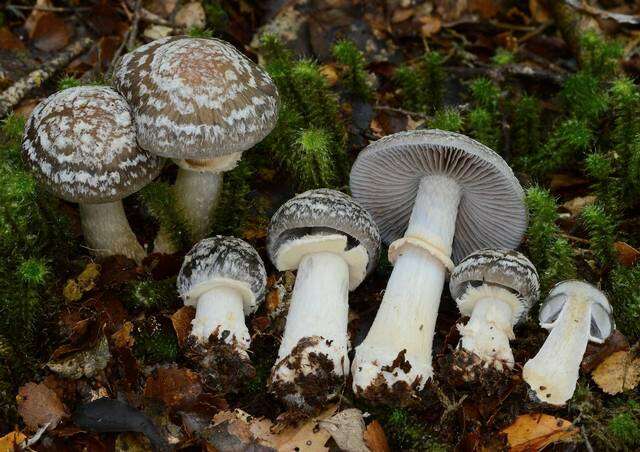 Image of Cortinarius meleagris (E. Horak & G. M. Taylor) E. Horak, Peintner, M. M. Moser & Vilgalys 2002