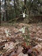 Image of Narcissus cernuus