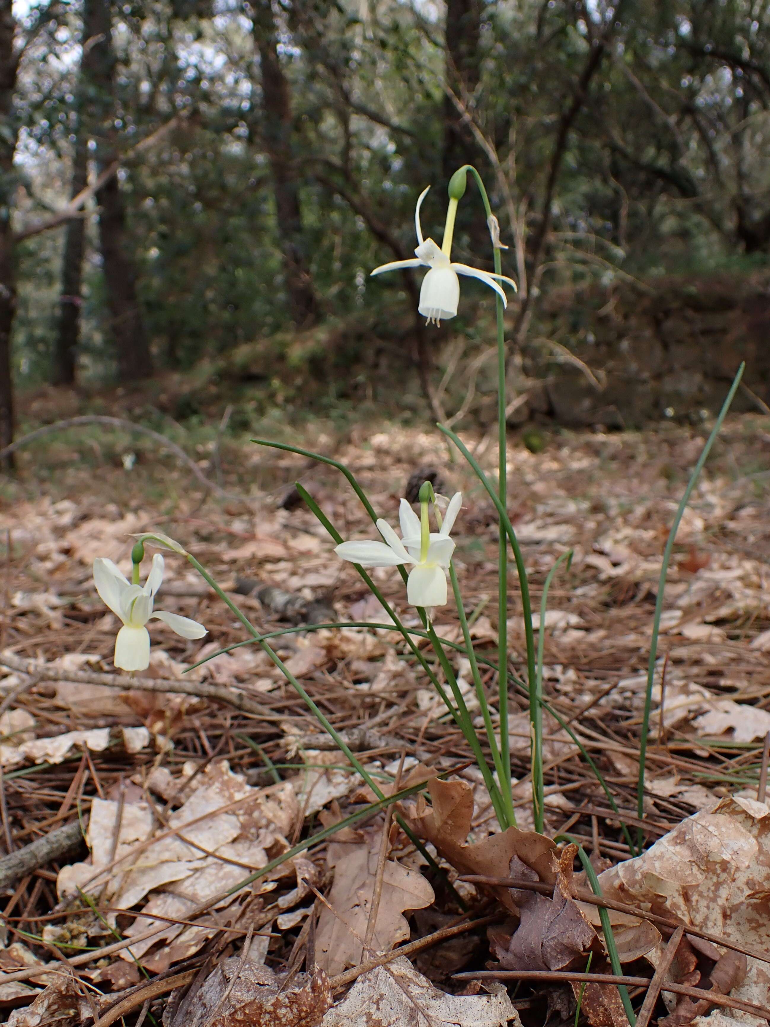 Image of Narcissus cernuus