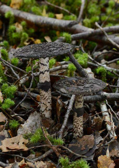 Image of Amanita nigrescens G. Stev. 1962