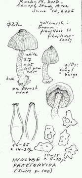 Image of Inocybe phaeocystidiosa Esteve-Rav., G. Moreno & Bon 1987