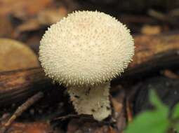 Imagem de Lycoperdon