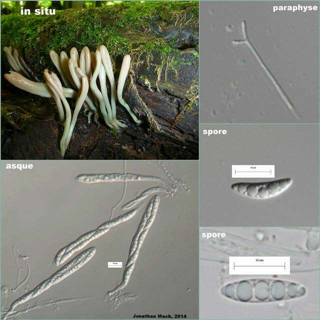 Image of Geoglossomycetes