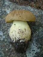 Image of Boletus huronensis A. H. Sm. & Thiers 1971