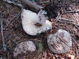 Image of Russula dissimulans Shaffer 1962