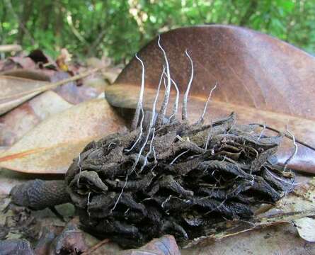 Image of Xylaria magnoliae J. D. Rogers 1979