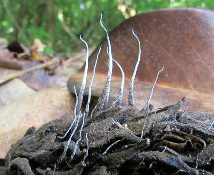 Image of Xylaria magnoliae J. D. Rogers 1979