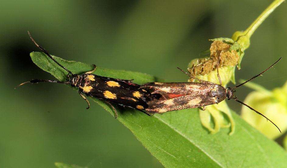 Image of Eretmocera syleuta Meyrick 1926