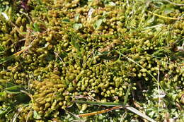 Image of turgid aulacomnium moss