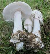 Imagem de Amanita suballiacea (Murrill) Murrill 1941