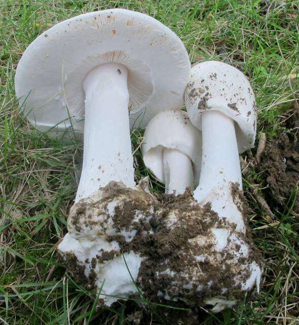 Слика од Amanita suballiacea (Murrill) Murrill 1941