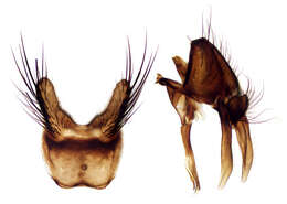 Image of root-maggot flies