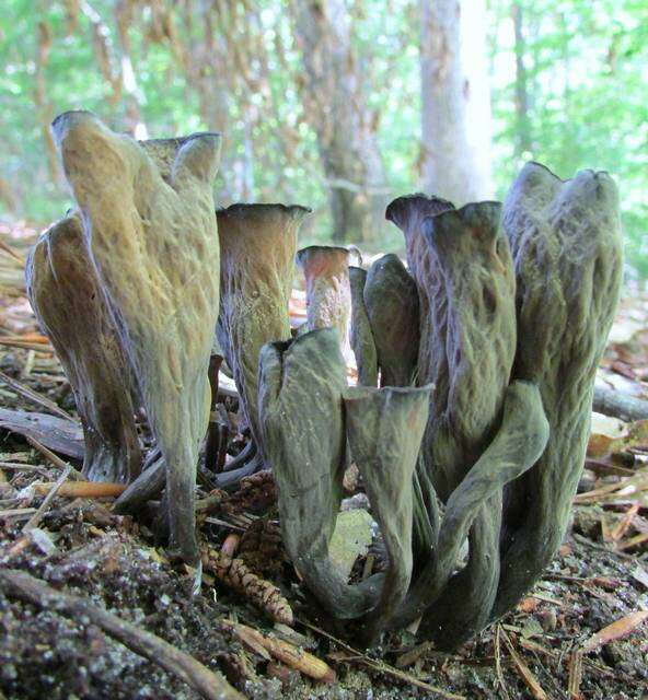 Image of Craterellus