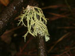 Image of ring lichen