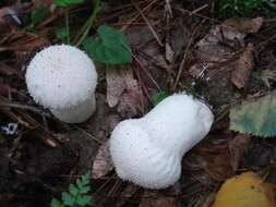 Imagem de Lycoperdon