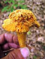 Image of Cantharellus lateritius (Berk.) Singer 1951