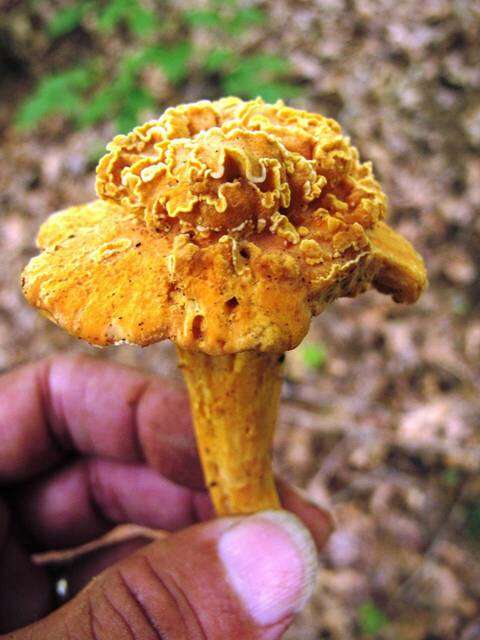 Image of Cantharellus lateritius (Berk.) Singer 1951