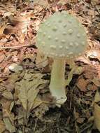 Sivun Amanita canescens D. T. Jenkins 1982 kuva