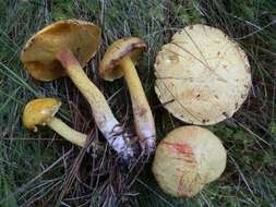 Image of Suillus americanus (Peck) Snell 1944