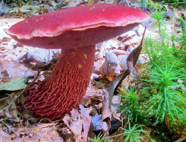 Image de Butyriboletus frostii (J. L. Russell) G. Wu, Kuan Zhao & Zhu L. Yang 2016