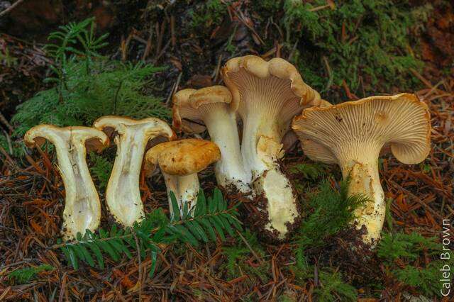 Image of Cantharellus formosus Corner 1966