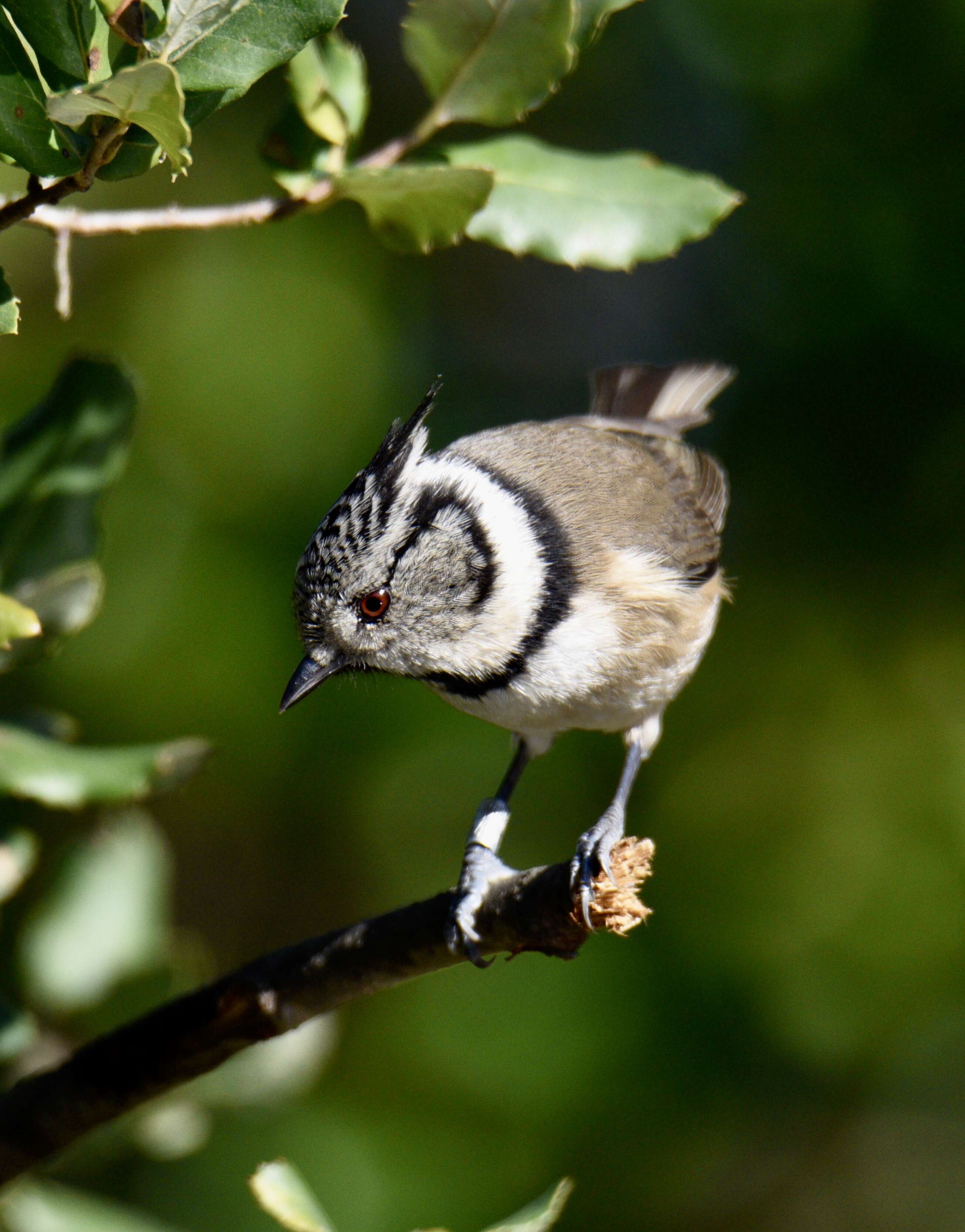 Image of Lophophanes Kaup 1829