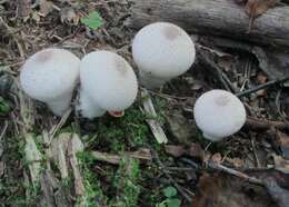 Imagem de Lycoperdon