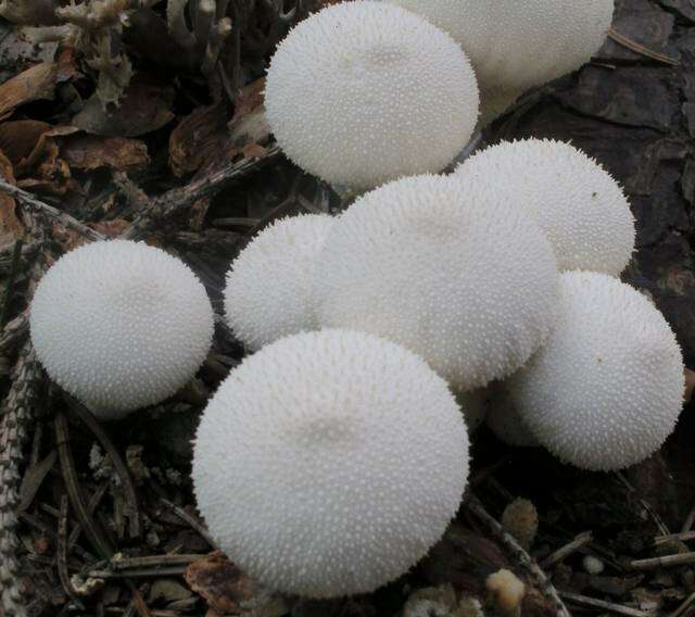 Imagem de Lycoperdon