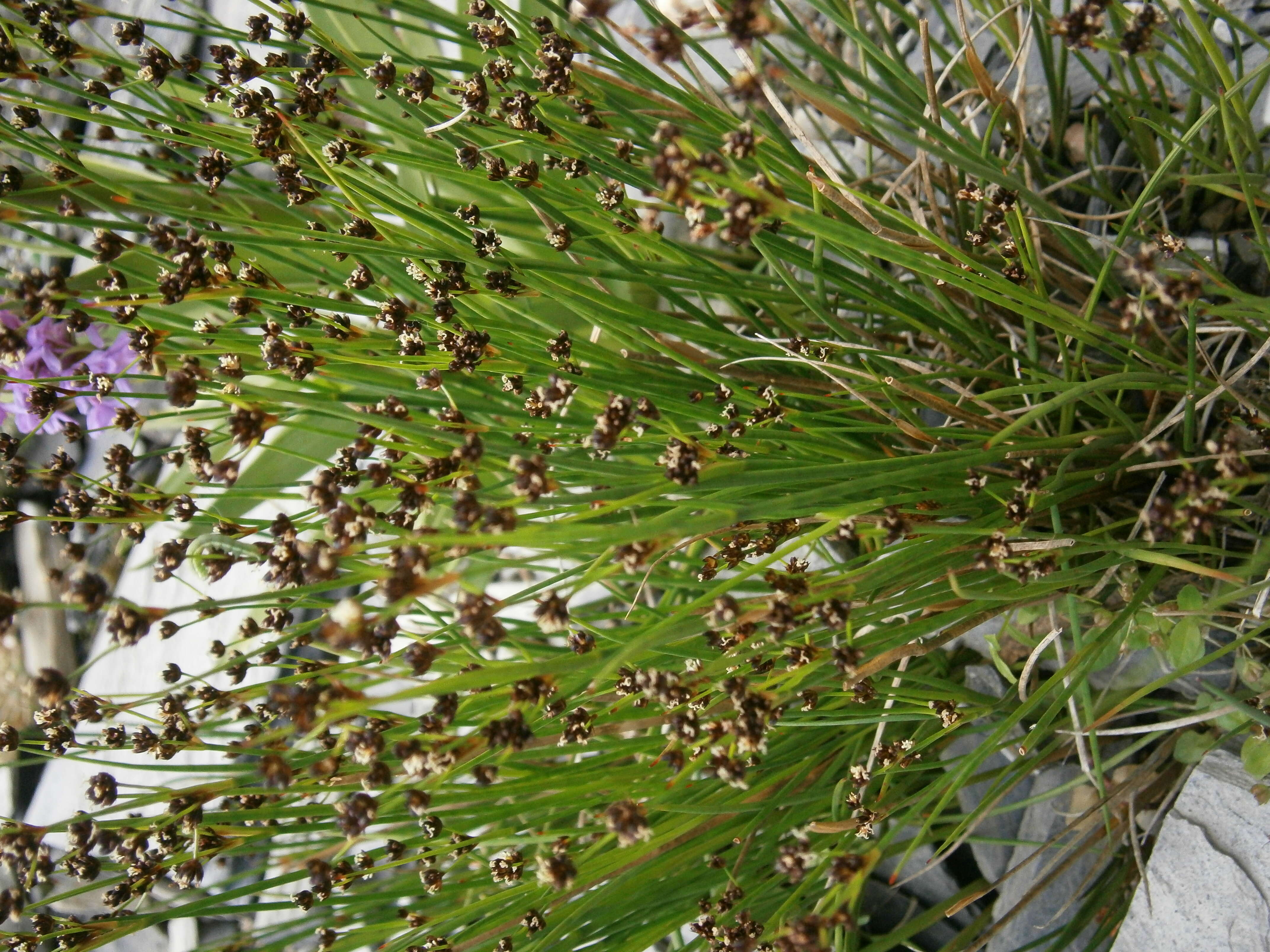 Imagem de Juncus alpinoarticulatus Chaix