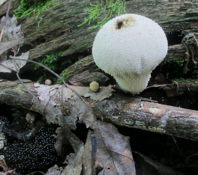 Imagem de Lycoperdon