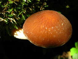 Image of Psathyrella delineata (Peck) A. H. Sm. 1941