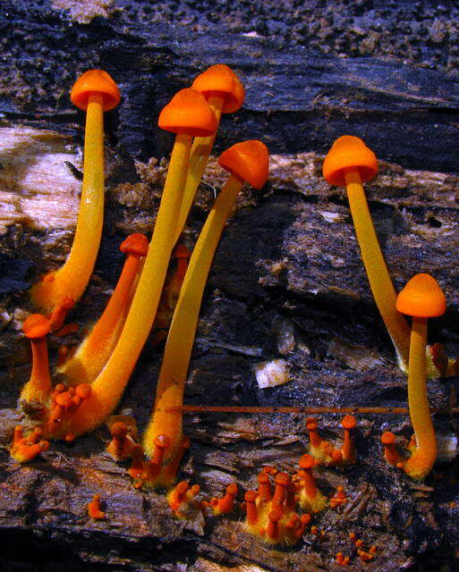 Image of Mycena leaiana (Berk.) Sacc. 1891