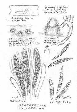 صورة Melanommataceae