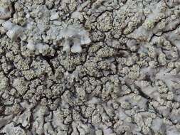 Image of pyxine lichen