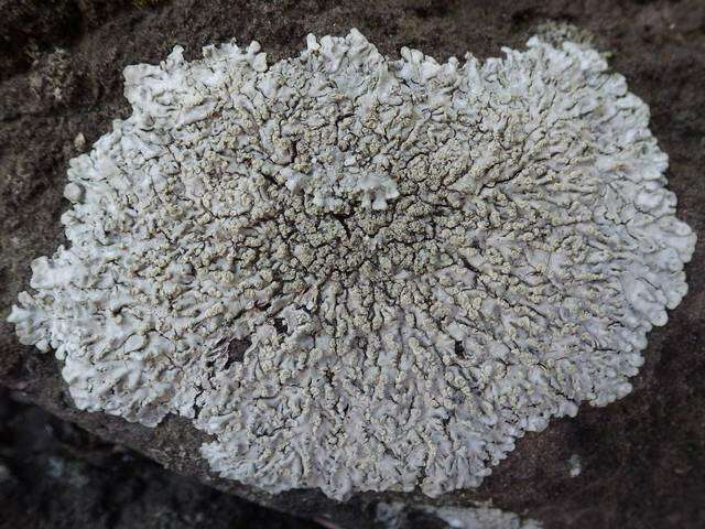 Image of pyxine lichen