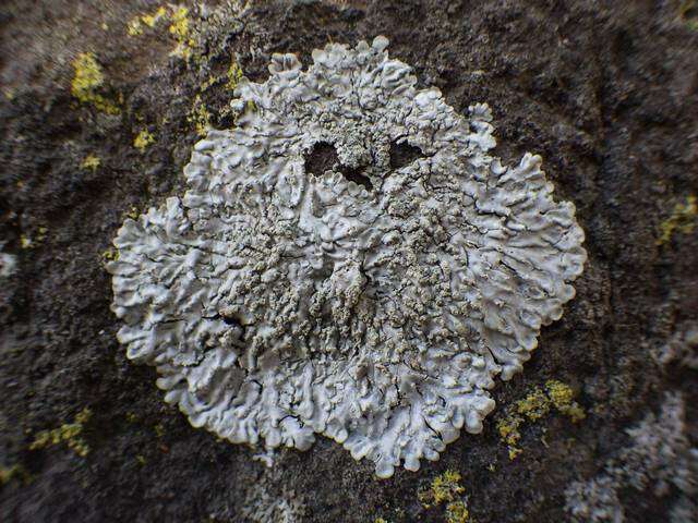 Image of pyxine lichen