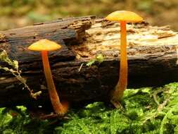 Image of Mycena leaiana (Berk.) Sacc. 1891