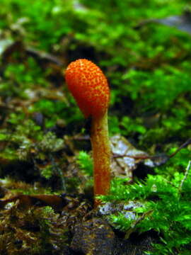 Image of Cordyceps