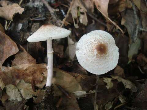 Слика од Lepiota