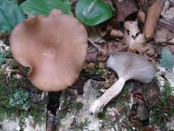 Imagem de Pseudoclitocybe