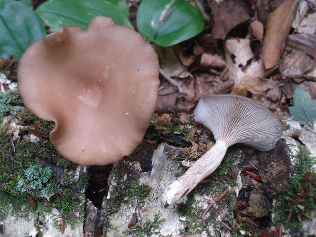 Imagem de Pseudoclitocybe