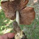 Image of straw mushroom