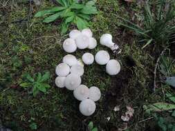 Imagem de Lycoperdon