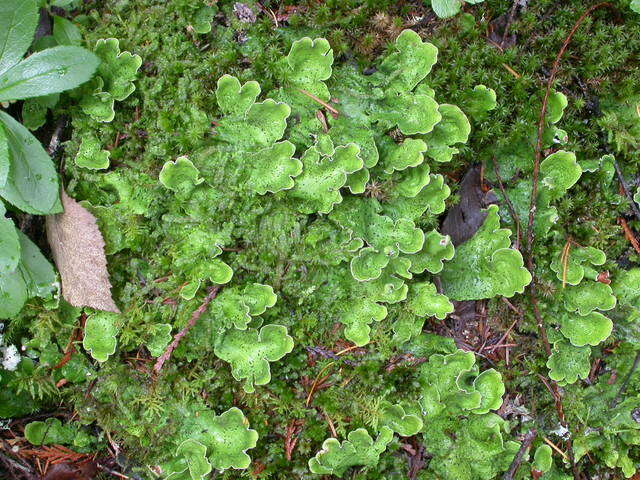 Image of Peltigeraceae