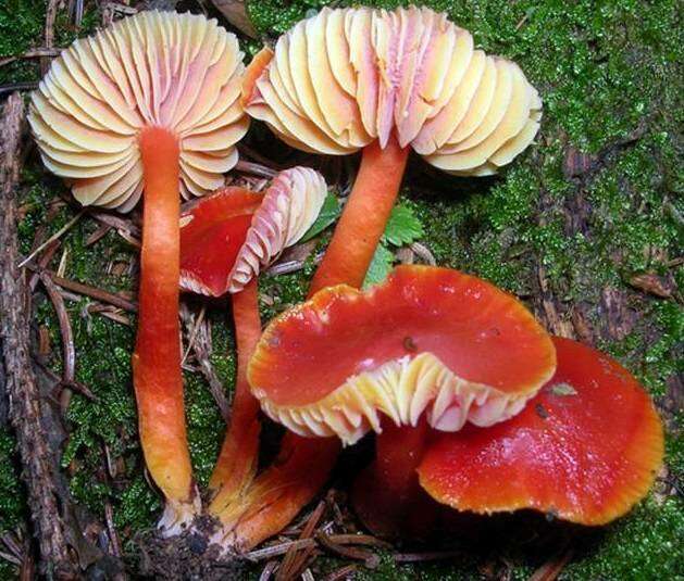 Sivun Hygrocybe splendidissima (P. D. Orton) M. M. Moser 1967 kuva