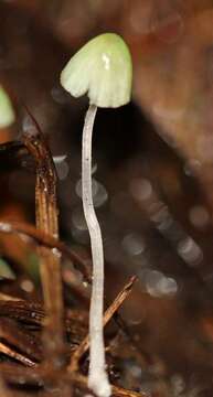 Imagem de <i>Mycena perlae</i>