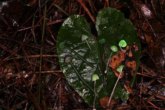 Imagem de <i>Mycena perlae</i>