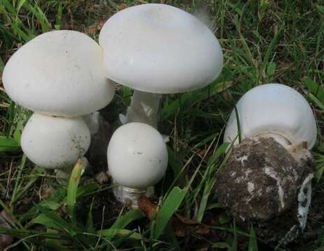 Image de Amanita suballiacea (Murrill) Murrill 1941